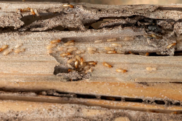 Best Pest Prevention Services  in Gallatin, TN